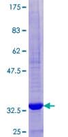 Human FCER1G Protein (Recombinant GST)