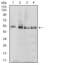 ETF1 / ERF1 Antibody (clone 4F9H12)