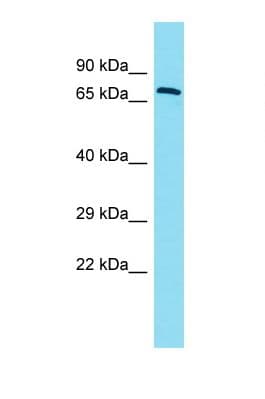 ERICH6B / FAM194B Antibody (aa391-440)