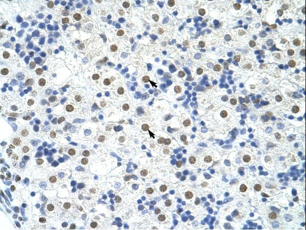 TDP-43 / TARDBP Antibody (aa337-386, Biotin)