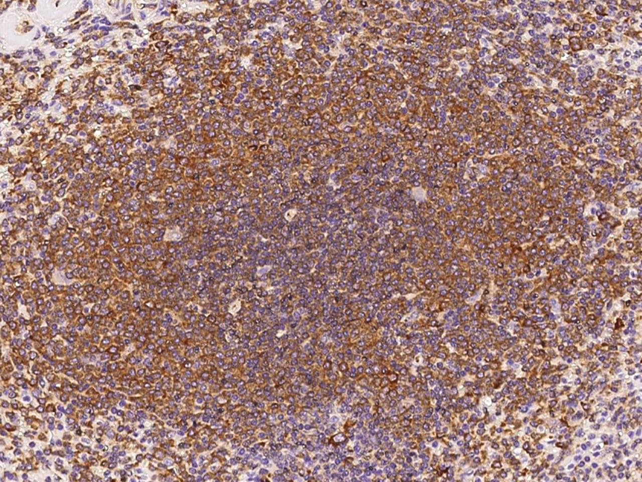 IL6 / Interleukin 6 Antibody (clone 19, Preservative Free)