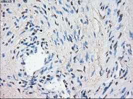 LTA4H / LTA4 Antibody (clone OTI1E9, Carrier-free)