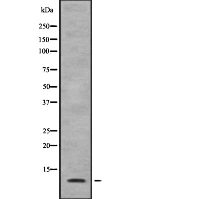 SUPT4H1 / SPT4 Antibody