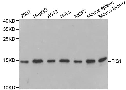 FIS1 Antibody