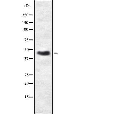 PRKAR2B Antibody