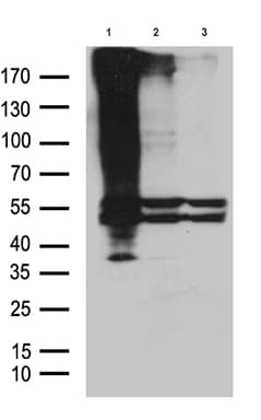 GPR83 Antibody (clone OTI6C6)