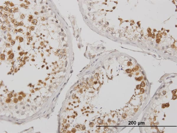 BOULE / BOLL Antibody (clone 2E8)