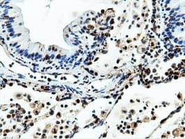 NT5DC1 Antibody (clone OTI3H2)