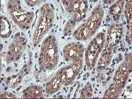 CHGA / Chromogranin A Antibody (clone OTI2D6)