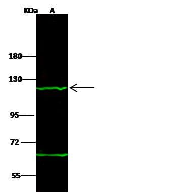 Polyclonal Rabbit anti-Human TPO / Thyroid Peroxidase Antibody (Preservative Free, IHC, IF, WB)