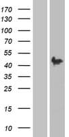 Human PAX2 Protein (Over-Expression Lysate Myc-DDK (Flag))