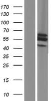 SLC25A25 Protein (Over-Expression Lysate Myc-DDK (Flag))