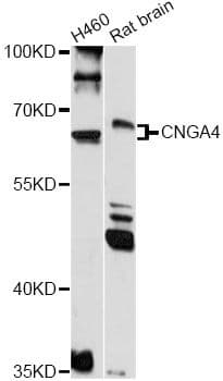 CNGA4 Antibody