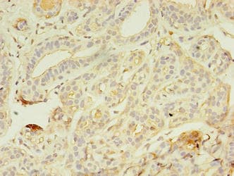 Polyclonal Rabbit anti-Human AZGP1 / ZAG Antibody (WB)