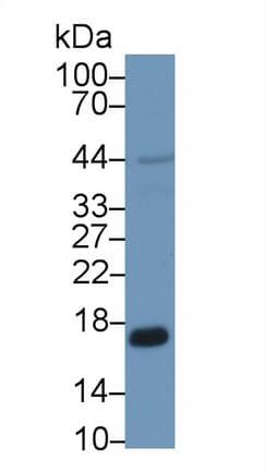 PRDX5 / Peroxiredoxin 5 Antibody (aa1-162)