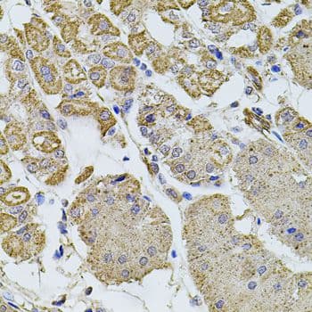 CCN5 Antibody