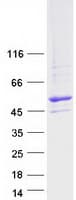 Human BRUNOL6 / CELF6 Protein (Recombinant Myc-DDK (Flag))