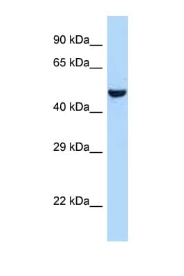 AVPR1A / V1a Receptor Antibody (C-Terminus)