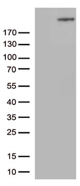 CAD Antibody (aa1918-2225, clone OTI10A3)