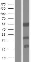 KRTCAP3 Protein (Over-Expression Lysate Myc-DDK (Flag))