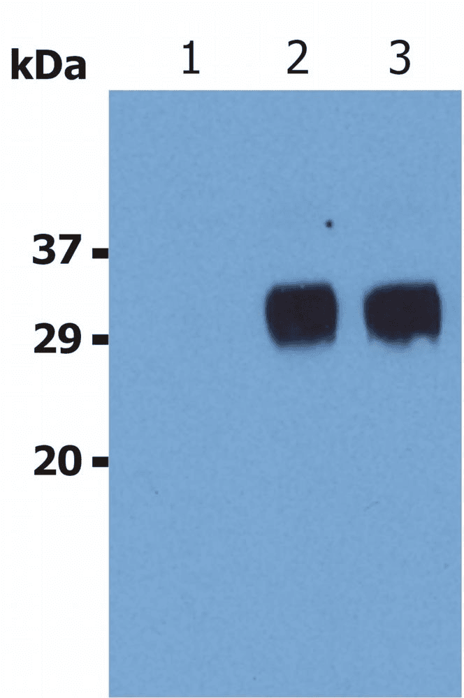 IHC-plus™ LST1 Antibody (clone LST1/02)