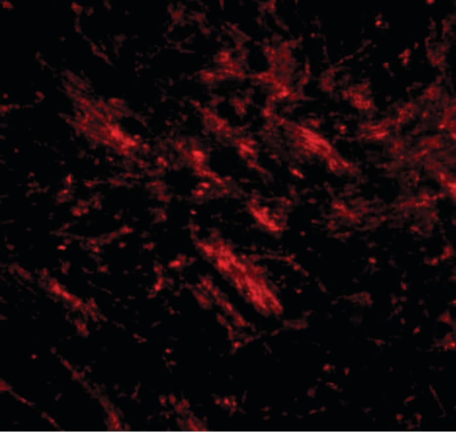 Polyclonal Rabbit anti-Human C16orf5 / I1 Antibody (IHC, IF, WB)