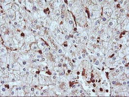 SERPINB6 / PI-6 Antibody (clone OTI1C5, Carrier-free)