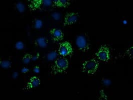 NDUFA7 Antibody (clone OTI2E3)