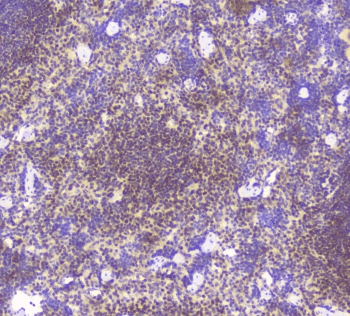 BCL6 Antibody