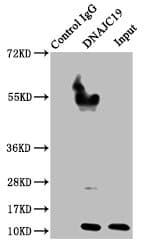 Polyclonal Rabbit anti-Human DNAJC19 Antibody (IHC, WB)