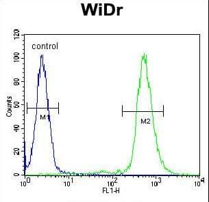 RPS6 / Ribosomal Protein S6 Antibody (Ser240/244)