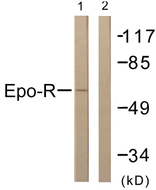 Polyclonal Rabbit anti-Human EPOR / EPO Receptor Antibody (aa341-390, IF, WB)