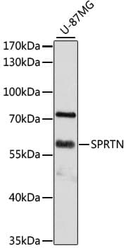 Polyclonal Rabbit anti-Human SPRTN / C1orf124 Antibody (WB)