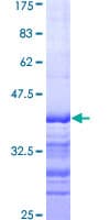 Human ARHGEF11 Protein (Recombinant GST, N-terminus)