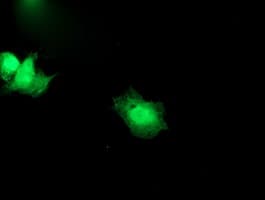 SNAP25 Antibody (clone OTI 1E6)