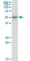 EXOG / ENDOGL1 Antibody (clone 2F7)