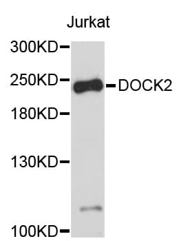 DOCK2 Antibody
