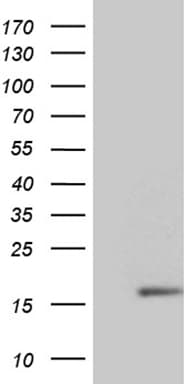 Monoclonal Mouse anti-Human NDUFB3 Antibody (clone OTI4B2, Carrier-free, aa2-98, WB)