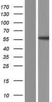 TSNARE1 Protein (Over-Expression Lysate Myc-DDK (Flag))