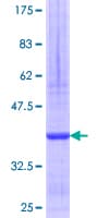 Human SNTB2 Protein (Recombinant GST, N-terminus)