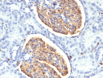 AIF1 / IBA1 Antibody (clone AIF1/1909)