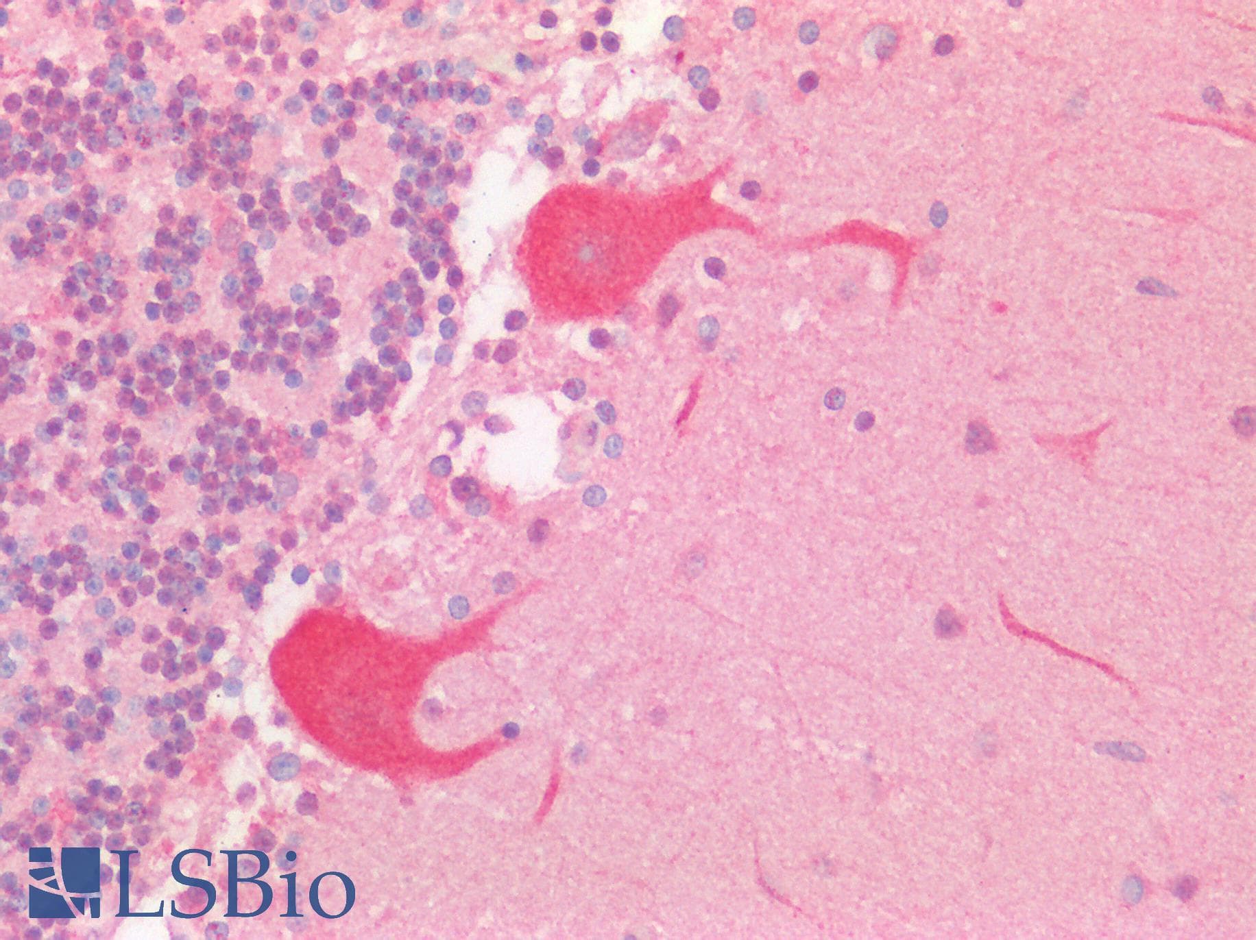 Polyclonal Rabbit anti-Human HS2ST1 Antibody (aa252-301, IHC, WB)