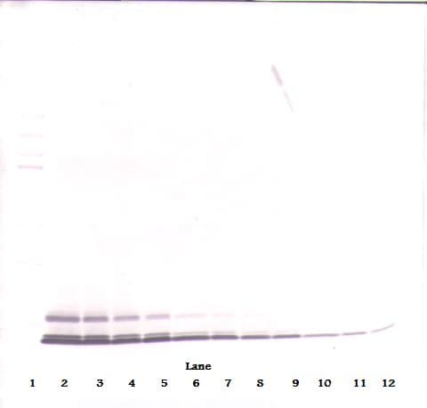 CCL5 / RANTES Antibody