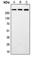 MXRA5 Antibody (N-Terminus)