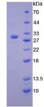 Mouse GZMA / Granzyme A Protein (Recombinant His)