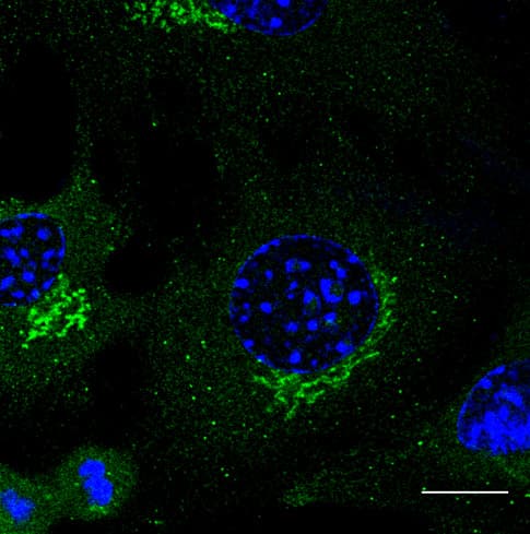 IHC-plus™ Rab3 Antibody (C-Terminus)