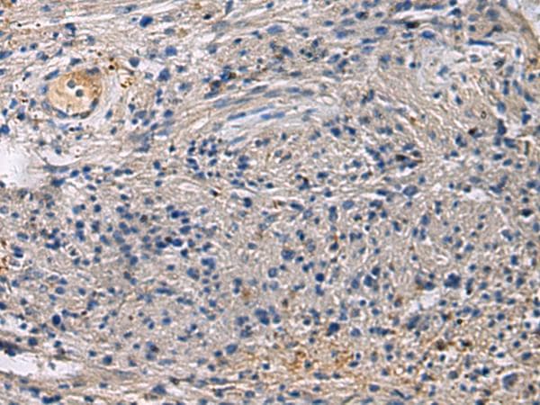 SLC30A3 / ZNT3 Antibody