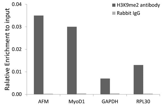 Histone H3 Antibody (Di-Methyl-Lys9)