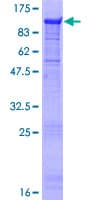 Human MIER3 Protein (Recombinant GST)