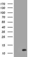 XTP4 / C17orf37 Antibody (clone OTI2D2)